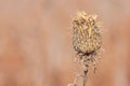 Glowing Thistle