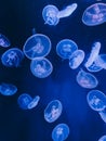 Glowing translucent jellyfish Royalty Free Stock Photo