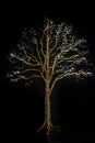 Glowing Tree Diagram Visualization - Data Flow, Root System, Branch Structure & Network Analysis Royalty Free Stock Photo