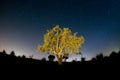 Glowing tree at night under sky full of stars , Oman Royalty Free Stock Photo