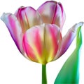 Glowing Tulip, Close-up image of Glowing tulip flower. Ai-Generated. Royalty Free Stock Photo