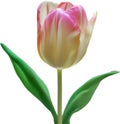 Glowing Tulip, Close-up image of Glowing tulip flower. Ai-Generated. Royalty Free Stock Photo