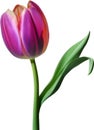 Glowing Tulip, Close-up image of Glowing tulip flower. Ai-Generated. Royalty Free Stock Photo