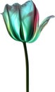 Glowing Tulip, Close-up image of Glowing tulip flower. Ai-Generated. Royalty Free Stock Photo
