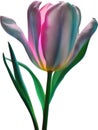 Glowing Tulip, Close-up image of Glowing tulip flower. Ai-Generated. Royalty Free Stock Photo