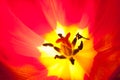 Glowing tulip Royalty Free Stock Photo