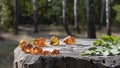 Glowing unprocessed pieces of Baltic amber are beautifully laid out on the stump in the birch forest.