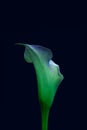 Glowing violet green calla blossom on dark blue background