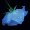 Glowing wet rose with ice blue petals isolated on pure black