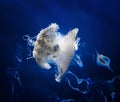 Glowing White Crown Jellyfish on Deep Blue Water Background