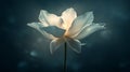 Glowing White Flower on Dark Teal Background Royalty Free Stock Photo
