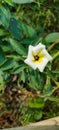 Glowing white flower