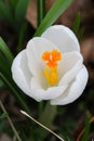 Glowing White Pure Crocus Royalty Free Stock Photo