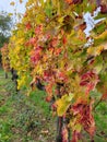 Glowing Wine Leaves