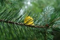 Glowing yellow birch leaf caught in a pine needles, close-up, natural blurred background Royalty Free Stock Photo