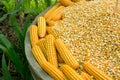 Glowing yellow corn seed Royalty Free Stock Photo