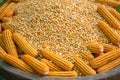 Glowing yellow corn seed Royalty Free Stock Photo