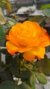 Glowing yellow rose in sun shine Royalty Free Stock Photo