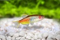 Glowlight Danio Danio choprai freshwater aquarium fish Royalty Free Stock Photo