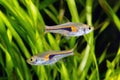 Glowlight Rasbora Royalty Free Stock Photo