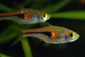 Glowlight Rasbora Royalty Free Stock Photo