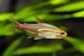 Glowlight Tetra fish