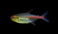 Glowlight Tetra fish