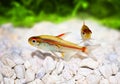 Glowlight Tetra Hemigrammus erythrozonus Royalty Free Stock Photo