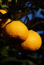 Citrus Royalty Free Stock Photo