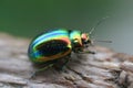 Glowworm - green bug