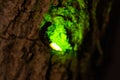 Glowworm macro, female at night