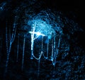 Glowworms in Ruakuri caves in Waitomo, New Zealand. These are actually maggots, but were renamed to worms for marketing Royalty Free Stock Photo
