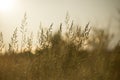 Field of grass during sunset