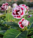 Gloxinia flower Royalty Free Stock Photo