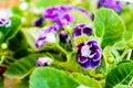 Gloxinia flowering colorful houseplants