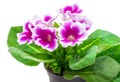 Gloxinia flower Royalty Free Stock Photo