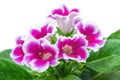 Gloxinia flower Royalty Free Stock Photo
