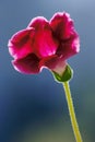 Gloxinia flower macro Royalty Free Stock Photo