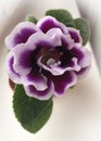 Gloxinia flower. White and liliac. Royalty Free Stock Photo