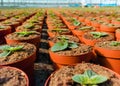 Gloxinia flowering colorful houseplants cultivated as decorative