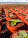 Gloxinia flowering colorful houseplants cultivated as decorative