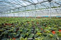 Gloxinia flowering colorful houseplants cultivated as decorative