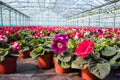 Gloxinia flowering colorful houseplants cultivated as decorative