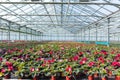 Gloxinia flowering colorful houseplants cultivated as decorative