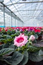 Gloxinia flowering colorful houseplants cultivated as decorative