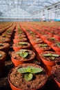 Gloxinia flowering colorful houseplants cultivated as decorative