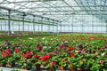 Gloxinia flowering colorful houseplants cultivated as decorative or ornamental flower, growing in greenhouse