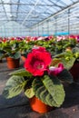 Gloxinia flowering colorful houseplants cultivated as decorative