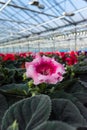 Gloxinia flowering colorful houseplants cultivated as decorative