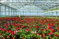 Gloxinia flowering colorful houseplants cultivated as decorative